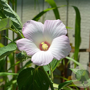 Hibiscus moscheutos palustris 150-175 cm draadkluit struik