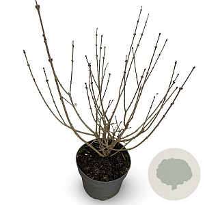 Syringa meyeri 'Palibin' 40-50 cm 4,0L