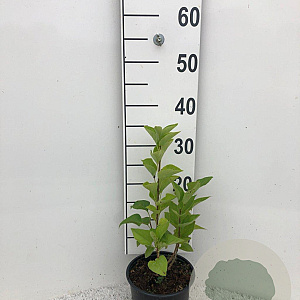 Syringa vulgaris 40-60 cm 2,0L