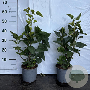 Syringa vulgaris 40-60 cm 2,0L