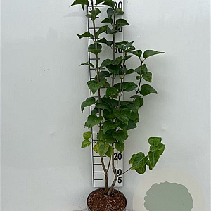 Syringa vulgaris 80-100 cm 5,0L