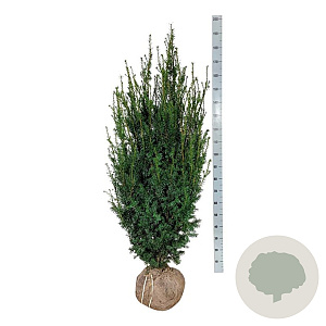 Taxus media 'Hicksii' 140-160 cm met kluit
