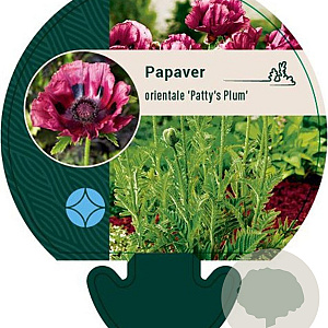 Papaver or. 'Patty's Plum' GM P9