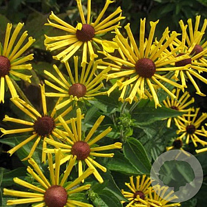 Rudbeckia subt. 'Henry Eilers' GM P9