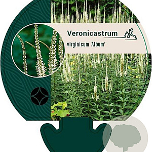 Veronicastrum virg. 'Album' GM P9