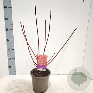 Cornus alba 'Sibirica' 40-60 cm 2,0L