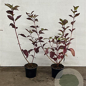 Cornus alba 'Sibirica' 40-60 cm 2,0L