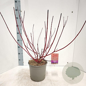 Cornus alba 'Sibirica' 60-80 cm 5,0L
