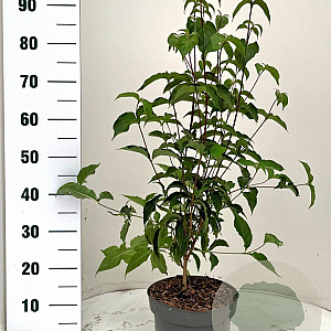 Cornus kousa chinensis 80-100 cm 5,0L