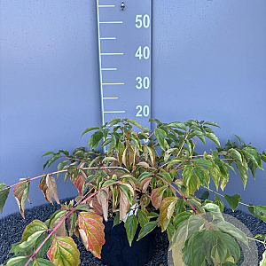 Cornus sang. 'Anny's Winter Orange' 50-60 cm 5,0L