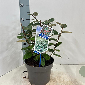 Elaeagnus ebb. 'Compacta' 30-40 cm 3,0L