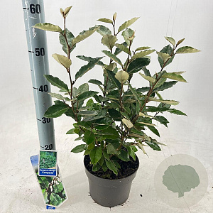 Elaeagnus ebb. 'Compacta' 30-40 cm 3,0L