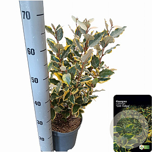 Elaeagnus ebb. 'Gilt Edge' 40-60 cm 5,0L