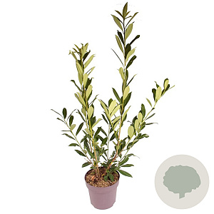 Prunus l. 'Caucasica' 80-100 cm 10L