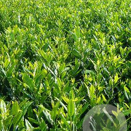 Prunus l. 'Herbergii' 40-50 cm met kluit