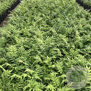 Cyrtomium fortunei GM 2,0L