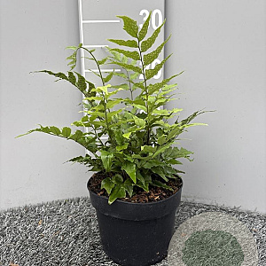 Cyrtomium fortunei GM 2,0L