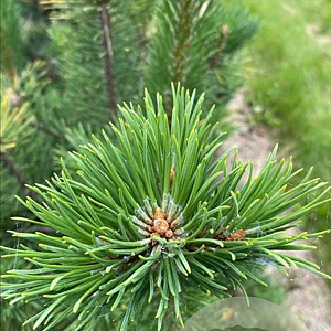 Pinus uncinata 100-125 cm draadkluit solitair