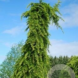 Cedrus deod. 'Miles High' 200-250 cm draadkluit solitair