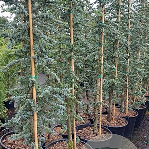 Cedrus l. 'Glauca' 300-325 cm cont. 90L