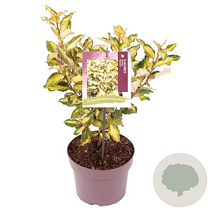Eleaegnus ebbingei 'Maryline' 30-40 cm 3,0L