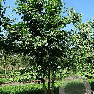 Ginkgo biloba 400-450 cm draadkluit meerstammig