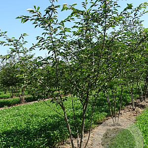Prunus 'Accolade' 200-250 cm draadkluit meerstammig