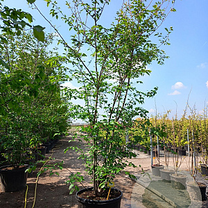 Prunus accolade 250-300 cm container meerstammig opgekroond