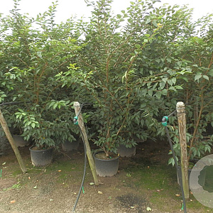 Prunus 'Accolade' 250-300 cm container meerstammig opgekroond