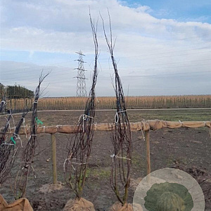 Prunus cer. 'Nigra' 200-250 cm draadkluit meerstammig