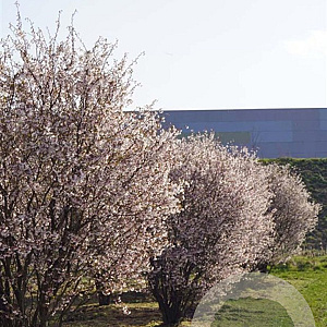 Prunus incisa 'Kojou-no-mai' 250-300 cm draadkluit struik