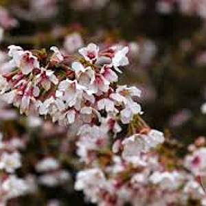 Prunus incisa 'Kojou-no-mai' 250-300 cm draadkluit struik