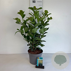 Prunus l. Etna 40-50 cm 5,0L