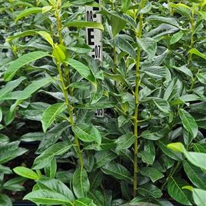 Prunus l. Genolia 80-100 cm met kluit