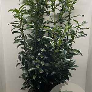 Prunus l. Genolia 150-175 cm met kluit