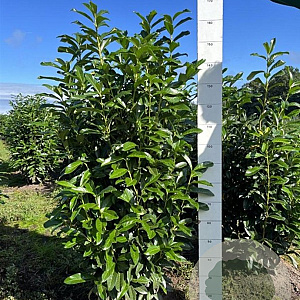 Prunus l. Genolia 150-175 cm met kluit
