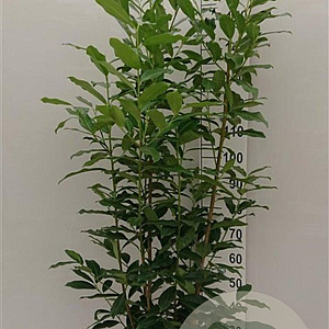 Prunus l. Genolia 150-175 cm met kluit