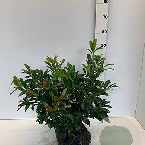 Prunus l. 'Nero' 30-40 cm met kluit
