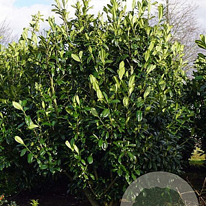Prunus l. 'Novita' 250-300 cm draadkluit struik