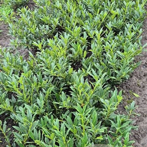 Prunus l. 'Otto Luyken' 30-40 cm met kluit