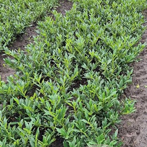 Prunus l. 'Otto Luyken' 30-40 cm met kluit