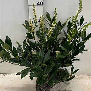 Prunus l. 'Otto Luyken' 30-40 cm met kluit