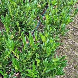 Prunus l. 'Otto Luyken' 40-50 cm met kluit