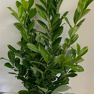 Prunus I. 'Rotundifolia' 80-100 cm met kluit