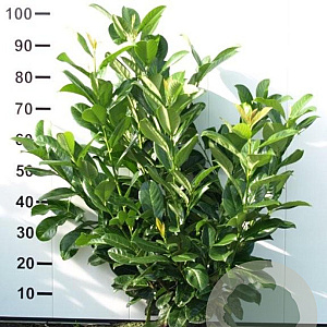 Prunus I. 'Rotundifolia' 80-100 cm met kluit