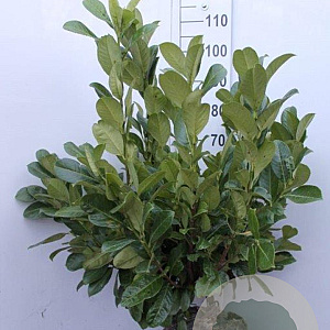 Prunus I. 'Rotundifolia' 80-100 cm met kluit