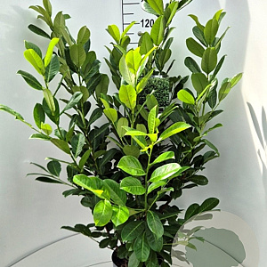 Prunus I. 'Rotundifolia' 100-120 cm 10L