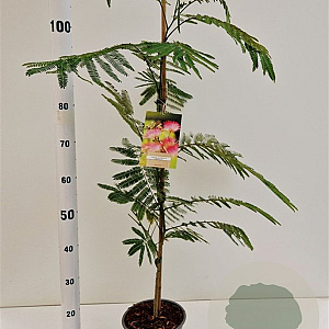 Albizia julibr. Ombrella 80-100 cm 3,0L