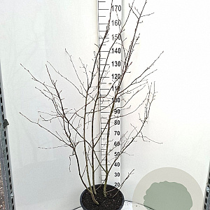Amelanchier lamarckii 150-175 cm 20L