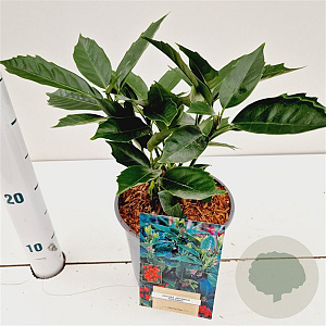 Aucuba jap. 'Rozannie' 10-15 cm 2,5L